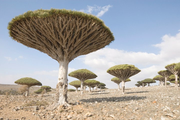 Socotra Iisland, Arabian Sea, Yemen