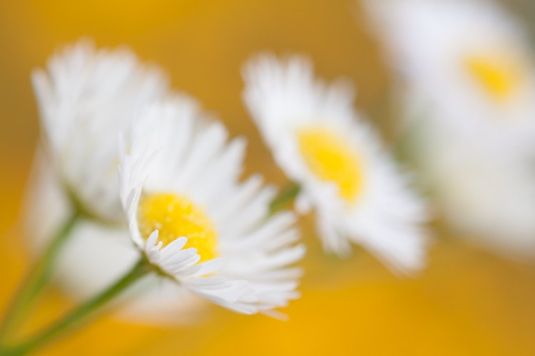guide flower photography how to beginners