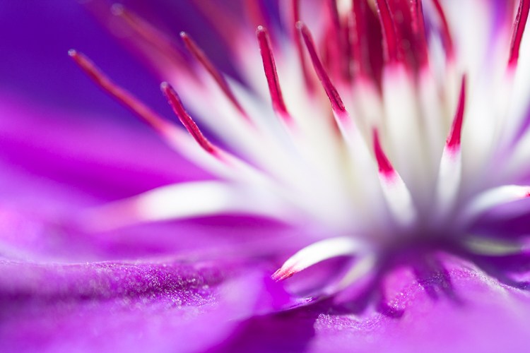 guide flower photography how to beginners