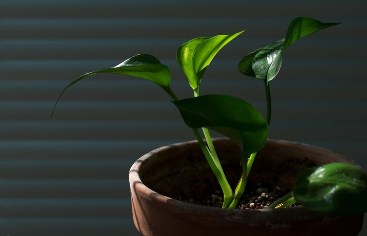 Philodendron & Pothos